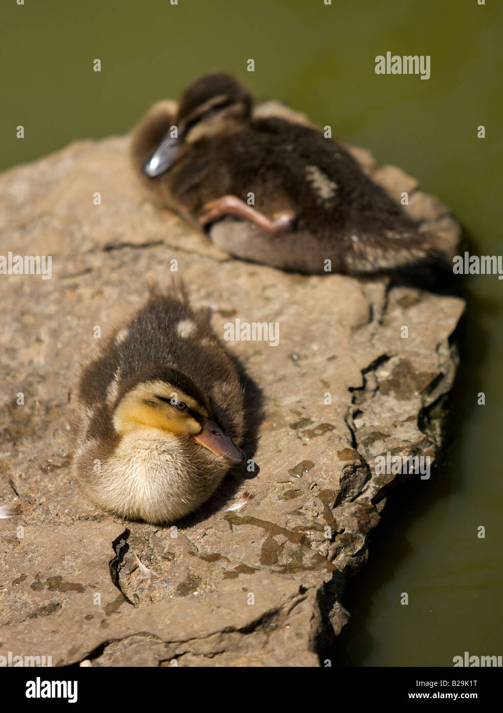 A pair of ducks Stock Photo - Alamy