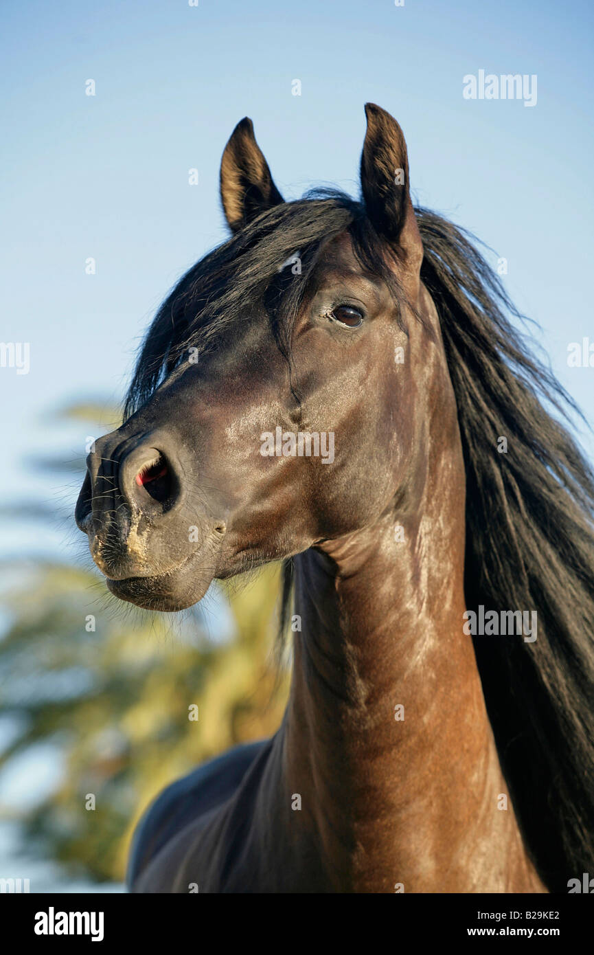 Andalusian horse hi-res stock photography and images - Alamy