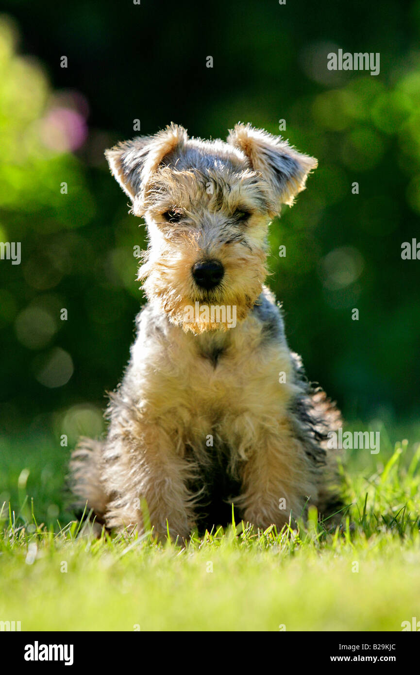 Lakeland Terrier Stock Photo