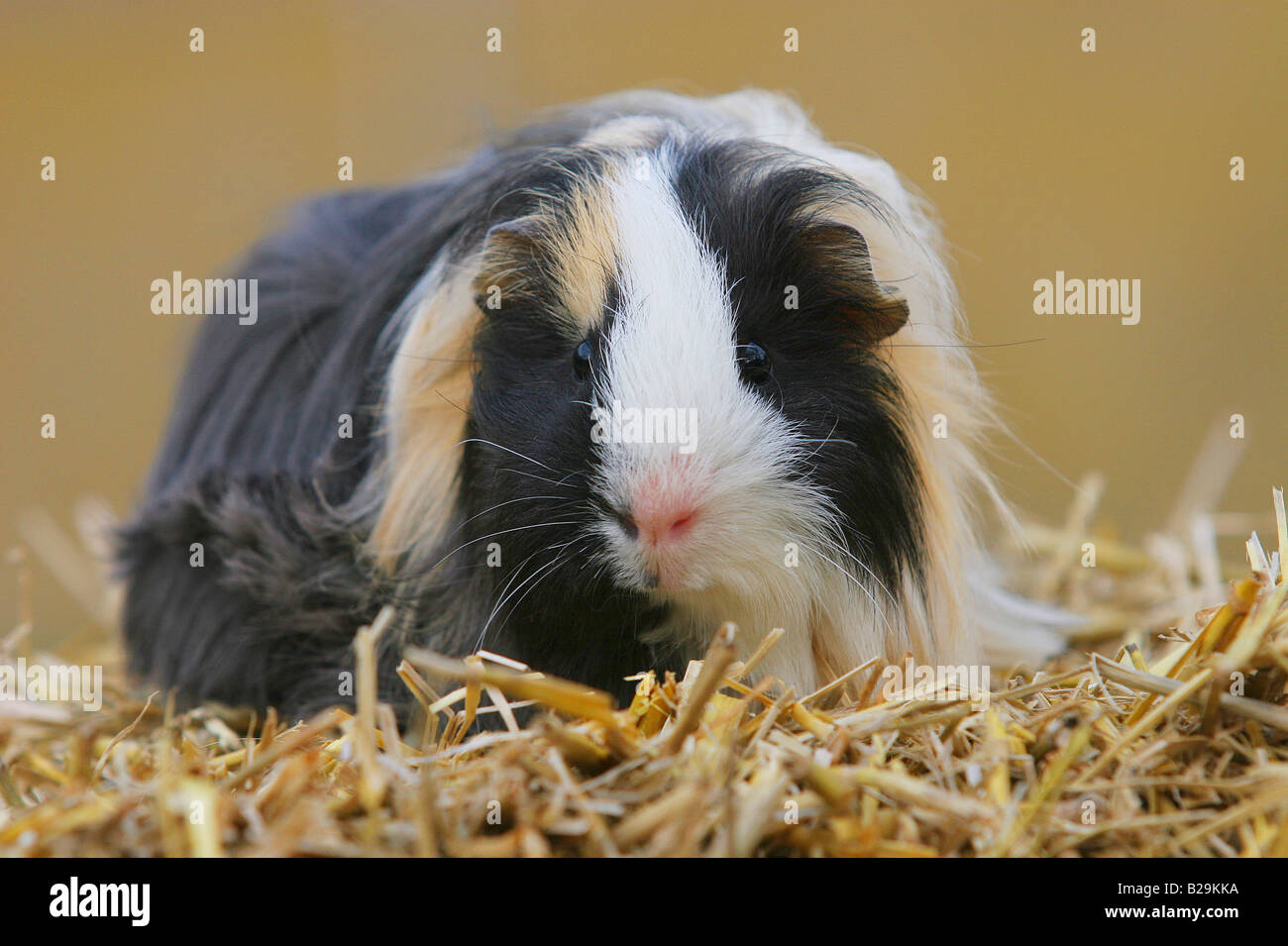 Sheltie Guinea Pig Stock Photo - Alamy