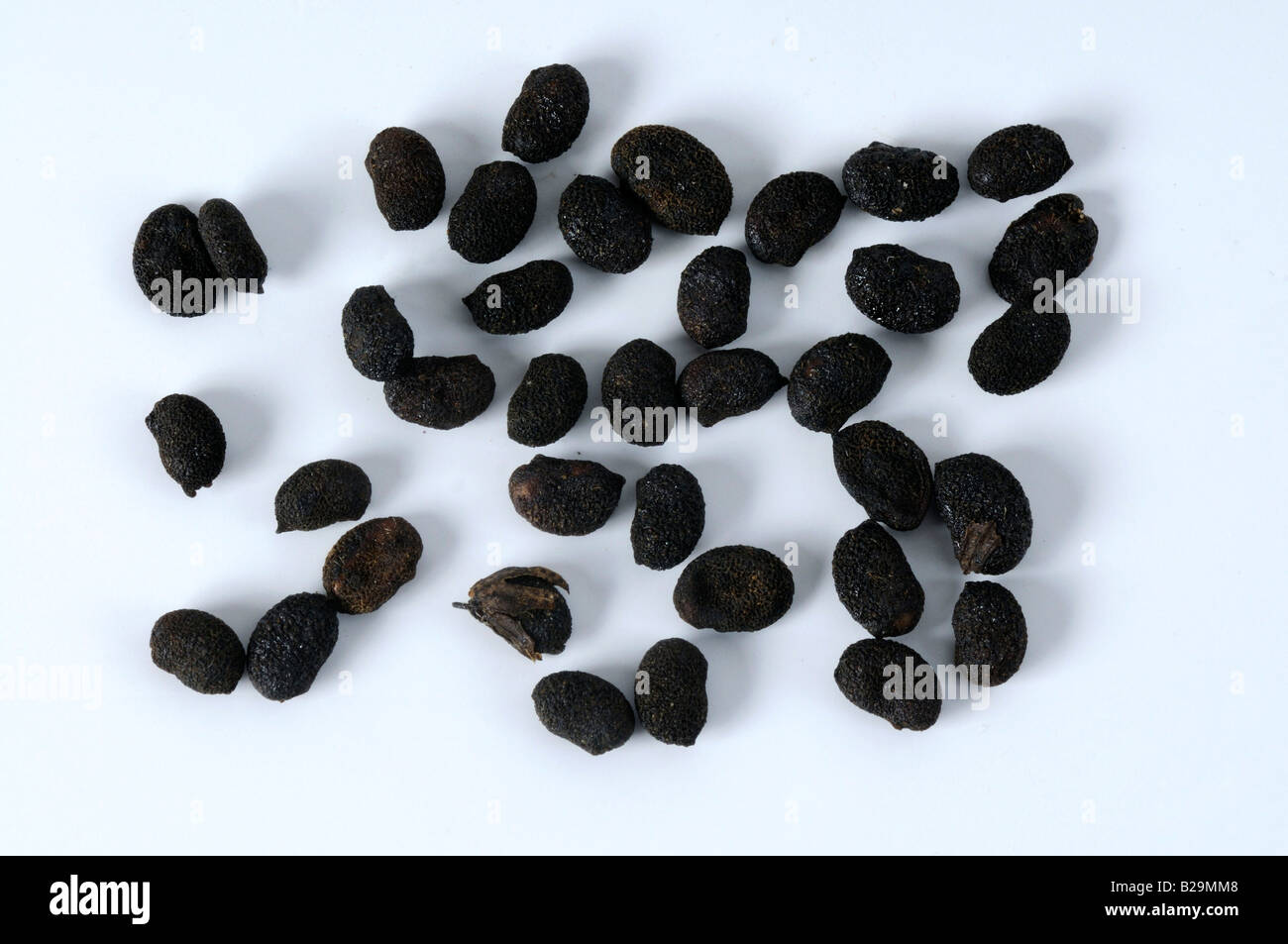 Malaytea Scurfpea / Bu Gu Zhi Stock Photo