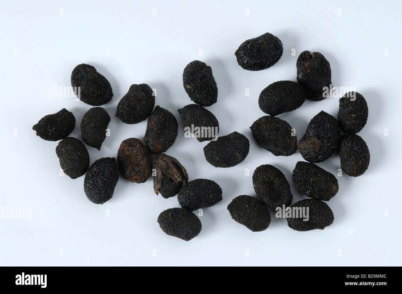 Malaytea Scurfpea / Bu Gu Zhi Stock Photo