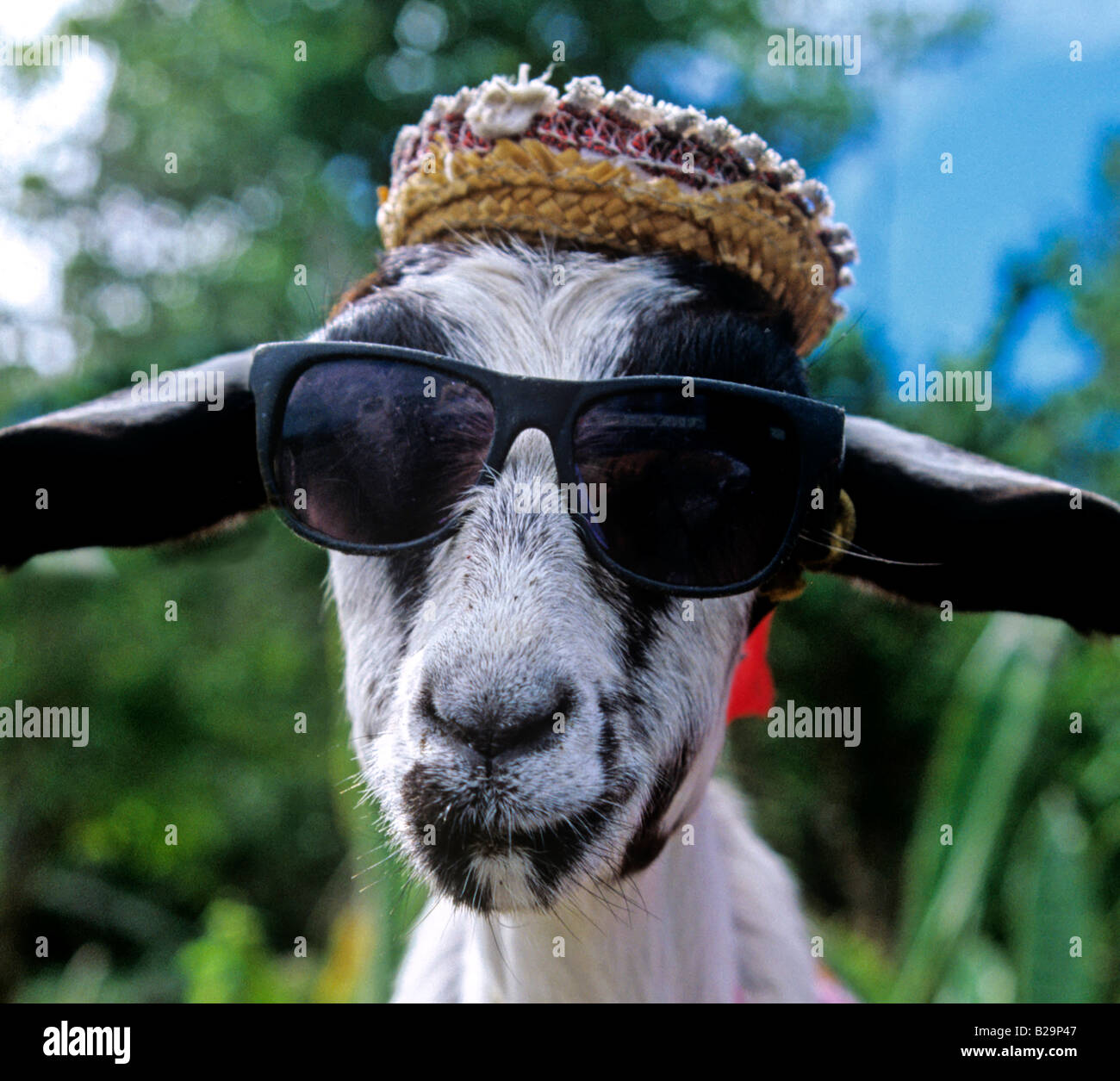 Goat in sunglasses St Thomas US Virgin Islands Caribbean Stock Photo - Alamy