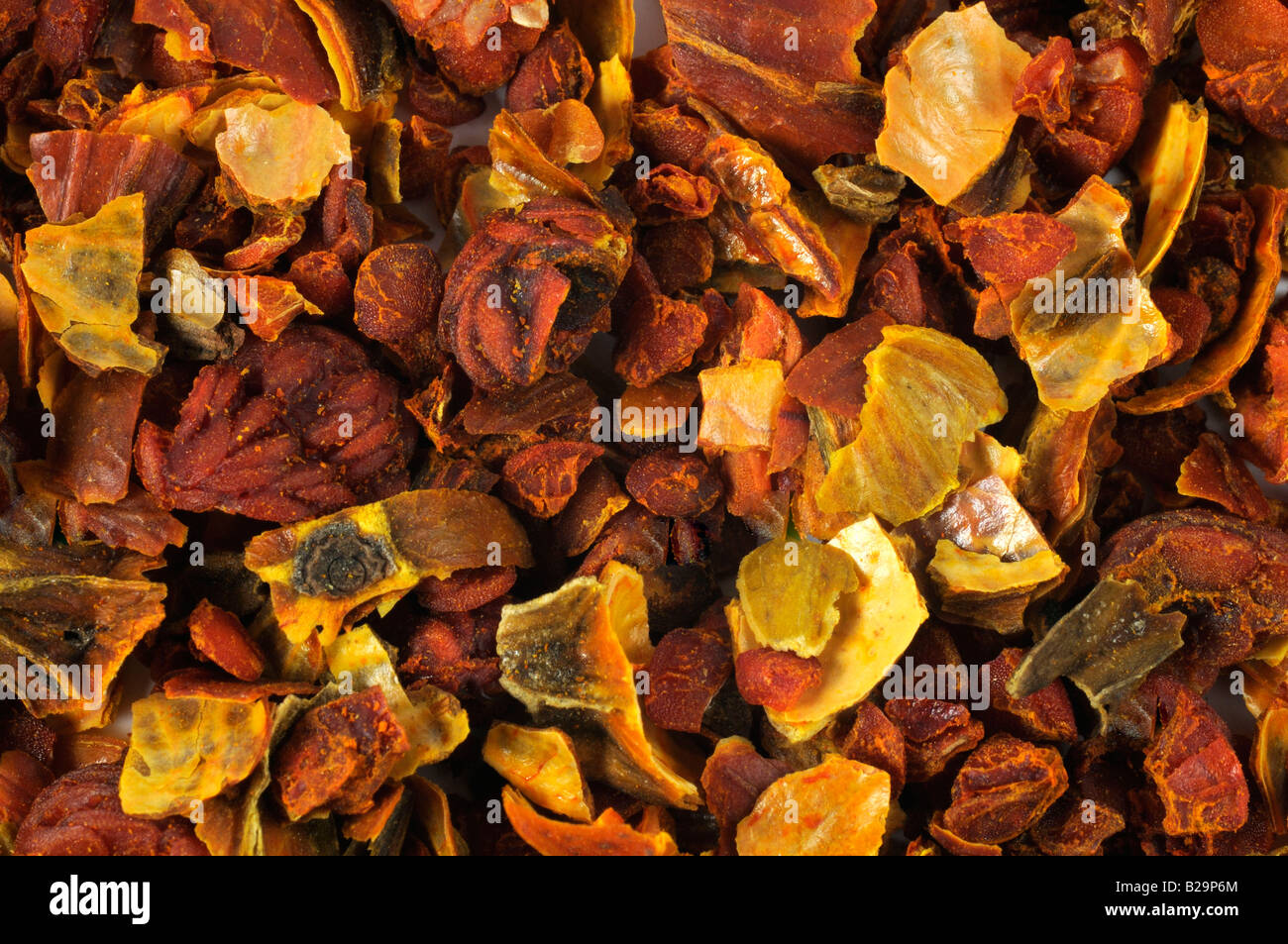 Cape Jasmine Fruit / Zhi Zi Stock Photo Alamy