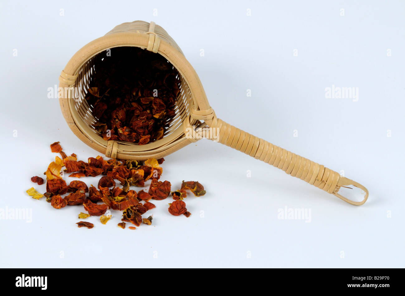 Cape Jasmine Fruit / Zhi Zi Stock Photo Alamy