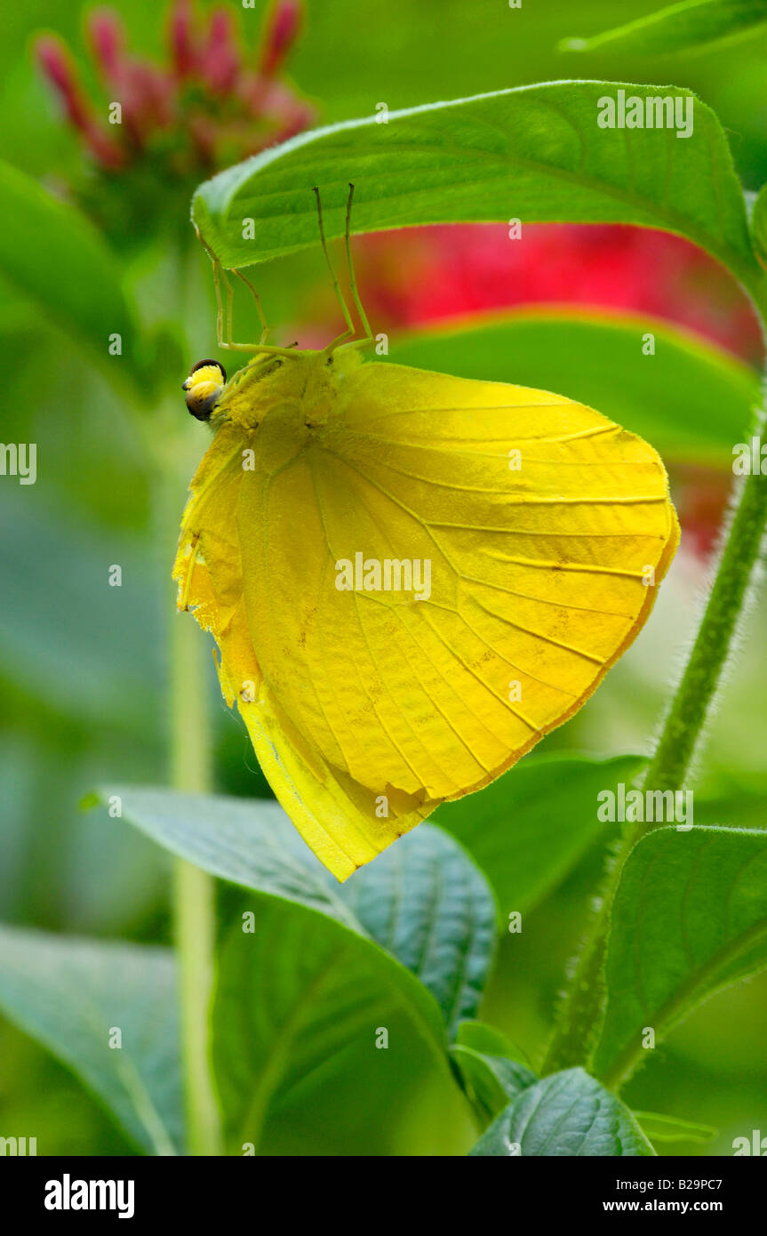 Phoebus butterfly hi-res stock photography and images - Alamy
