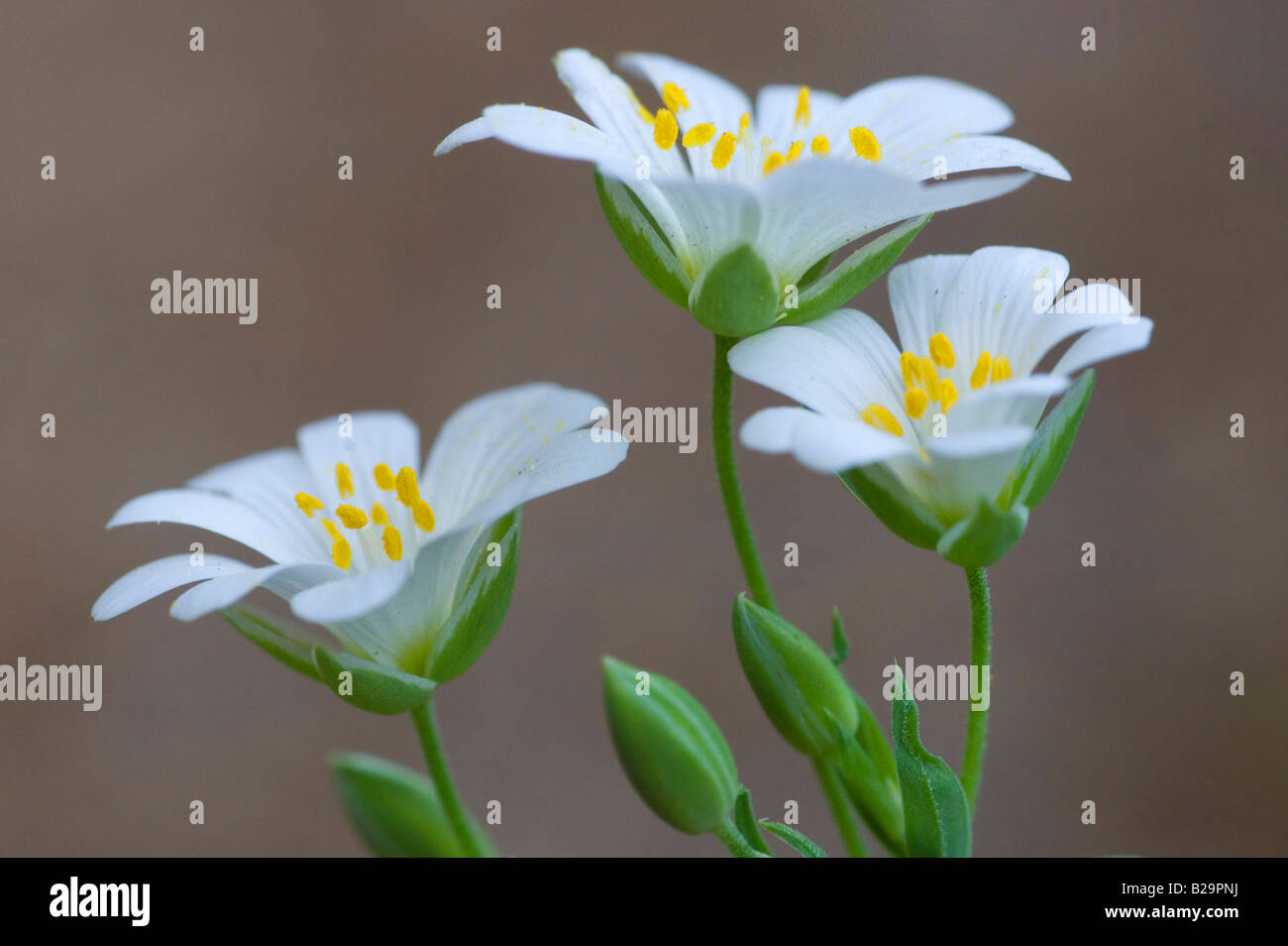 Three-nerved Sandwort Stock Photo