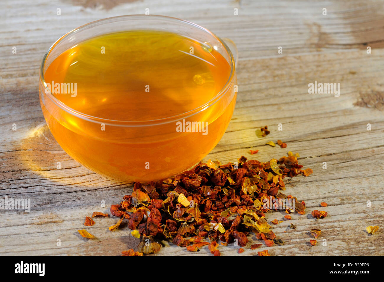 Cape Jasmine Fruit / Zhi Zi Stock Photo Alamy