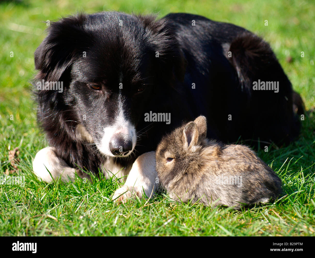 Border Collie with Dwarf Rabbit Stock Photo Alamy