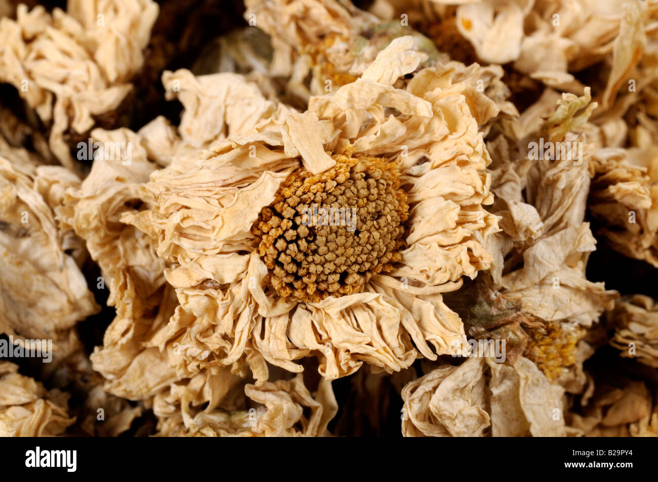 Florist's Chrysanthemum / Ju Hua Stock Photo