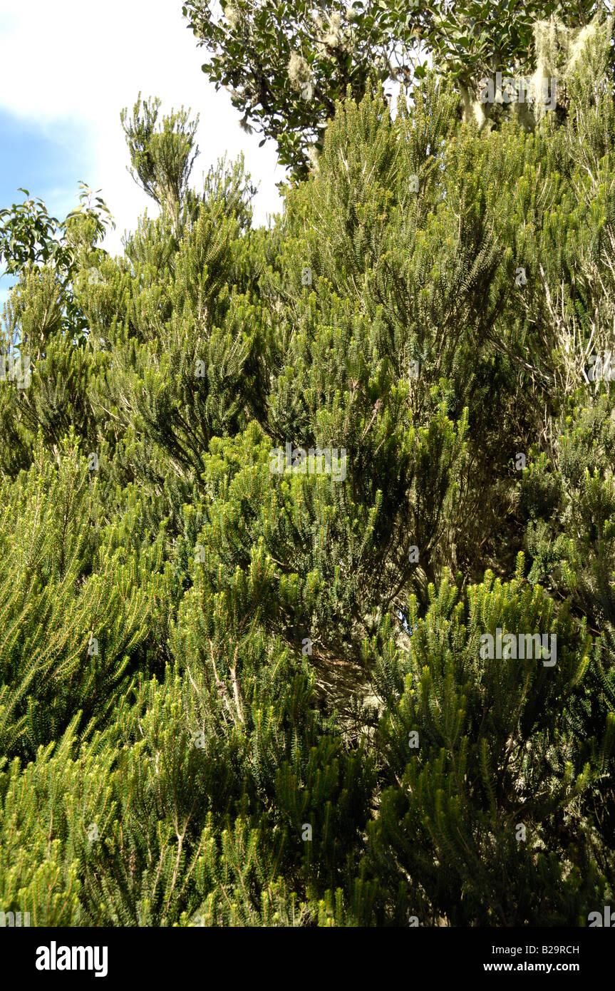 Heath tree erica arborea hi-res stock photography and images - Alamy