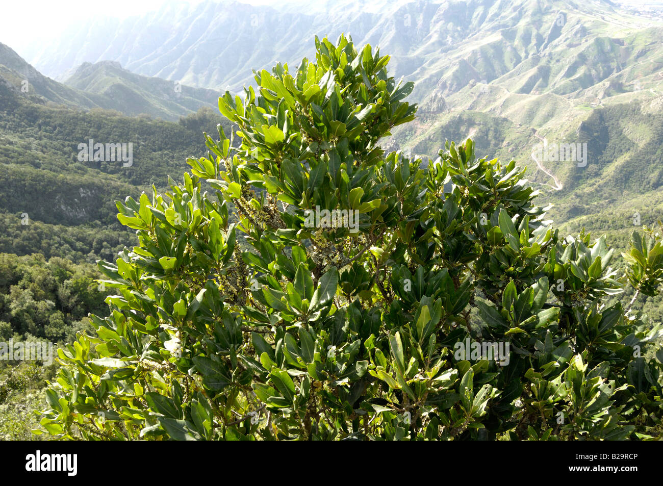 Azores laurel laurus azorica hi-res stock photography and images - Alamy
