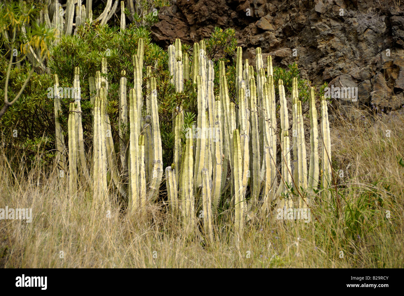 Canary Island Spurge Stock Photo