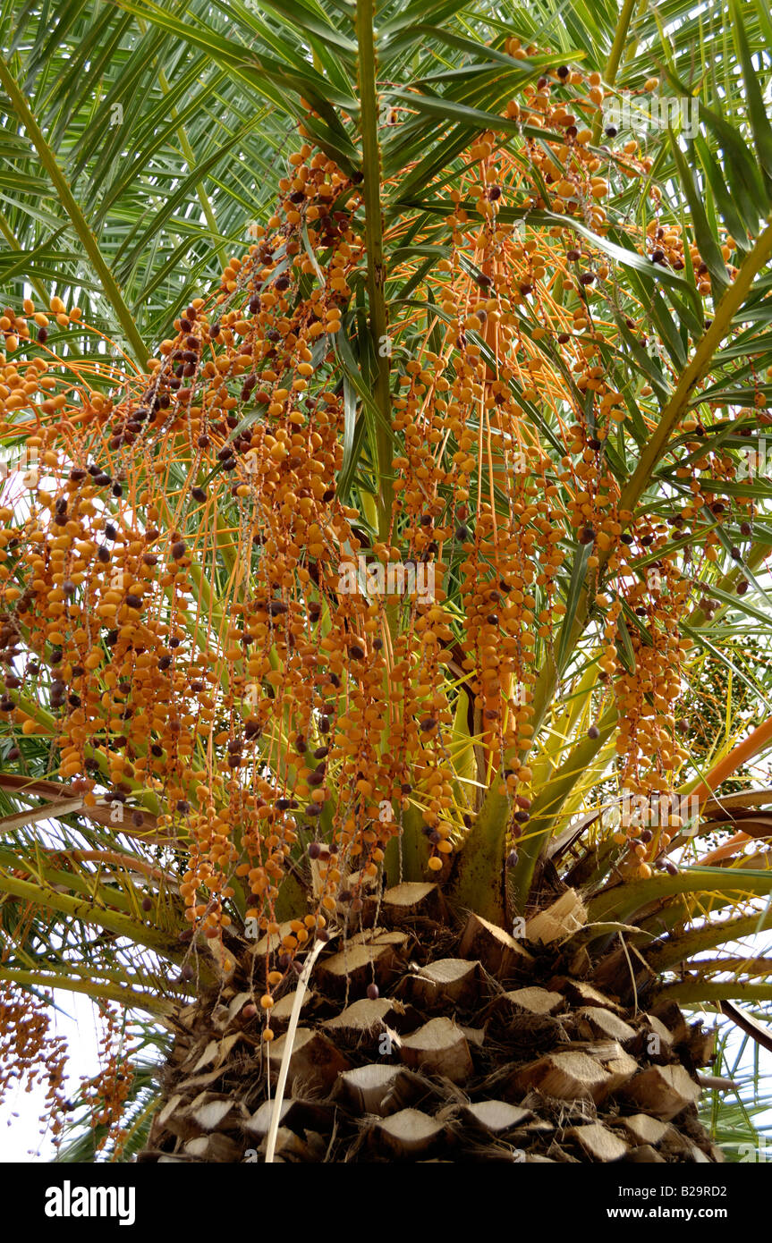Canary Island Date Palm Stock Photo Alamy