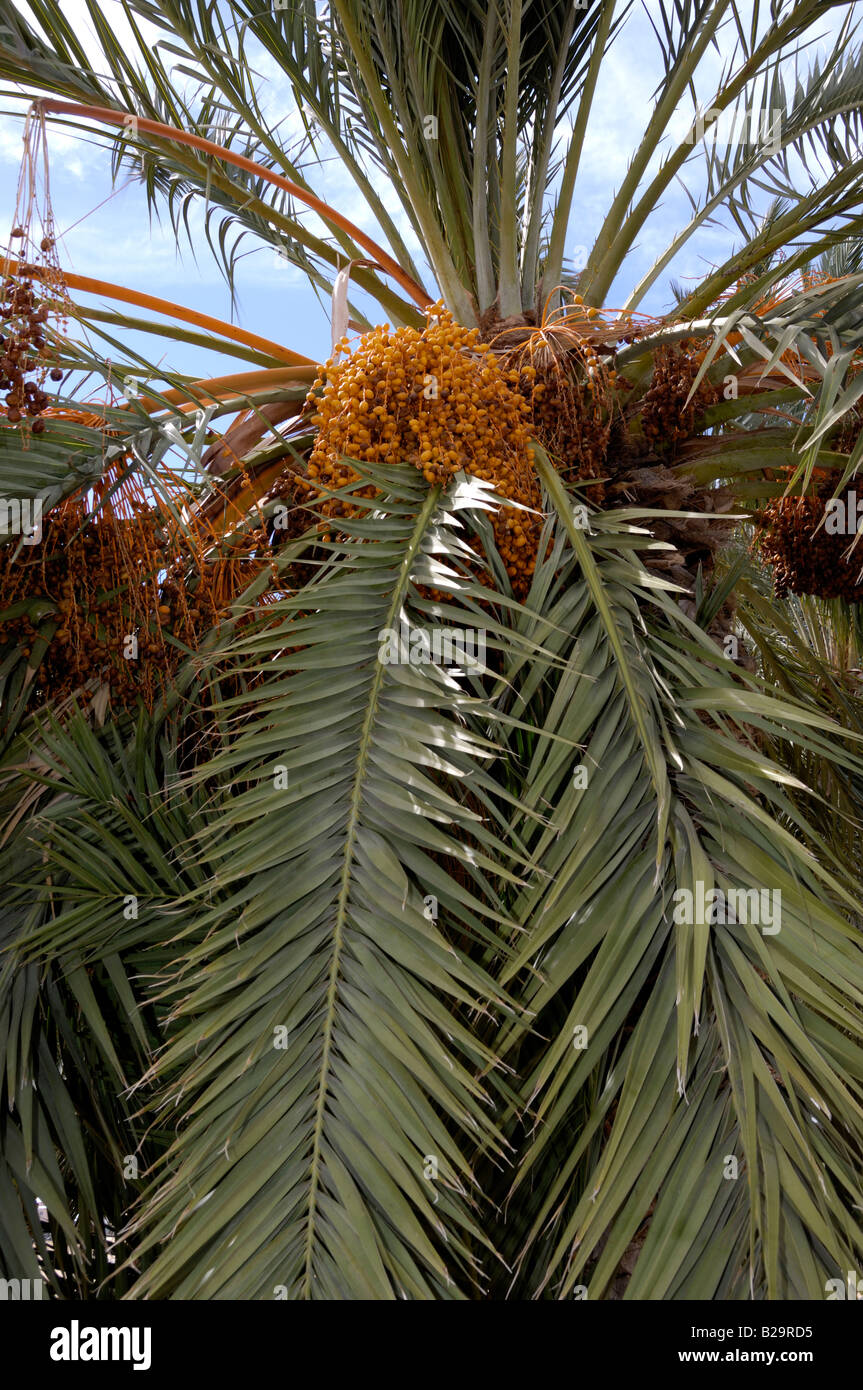 Canary island date palm hires stock photography and images Alamy