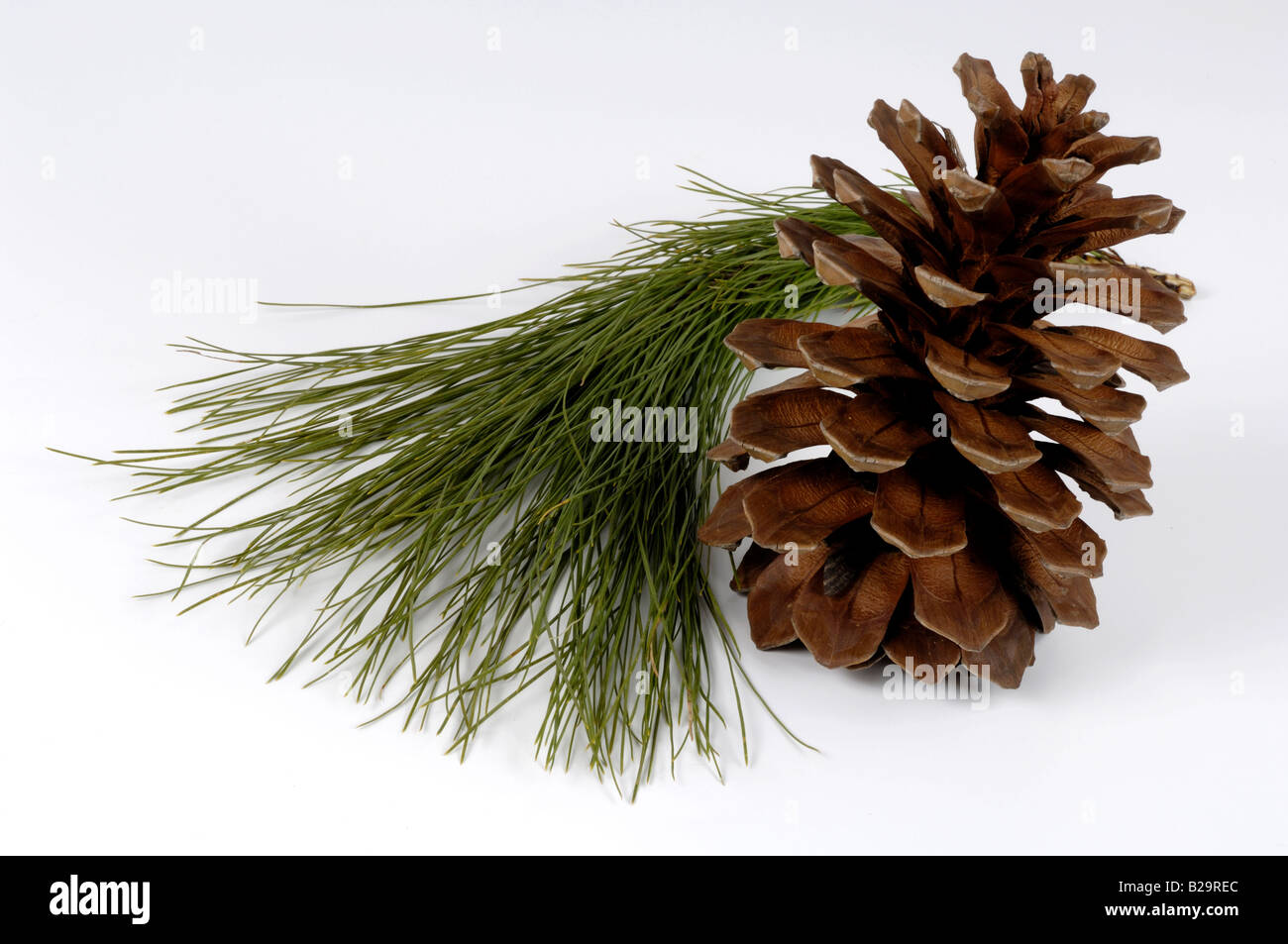 Canary Pine Stock Photo