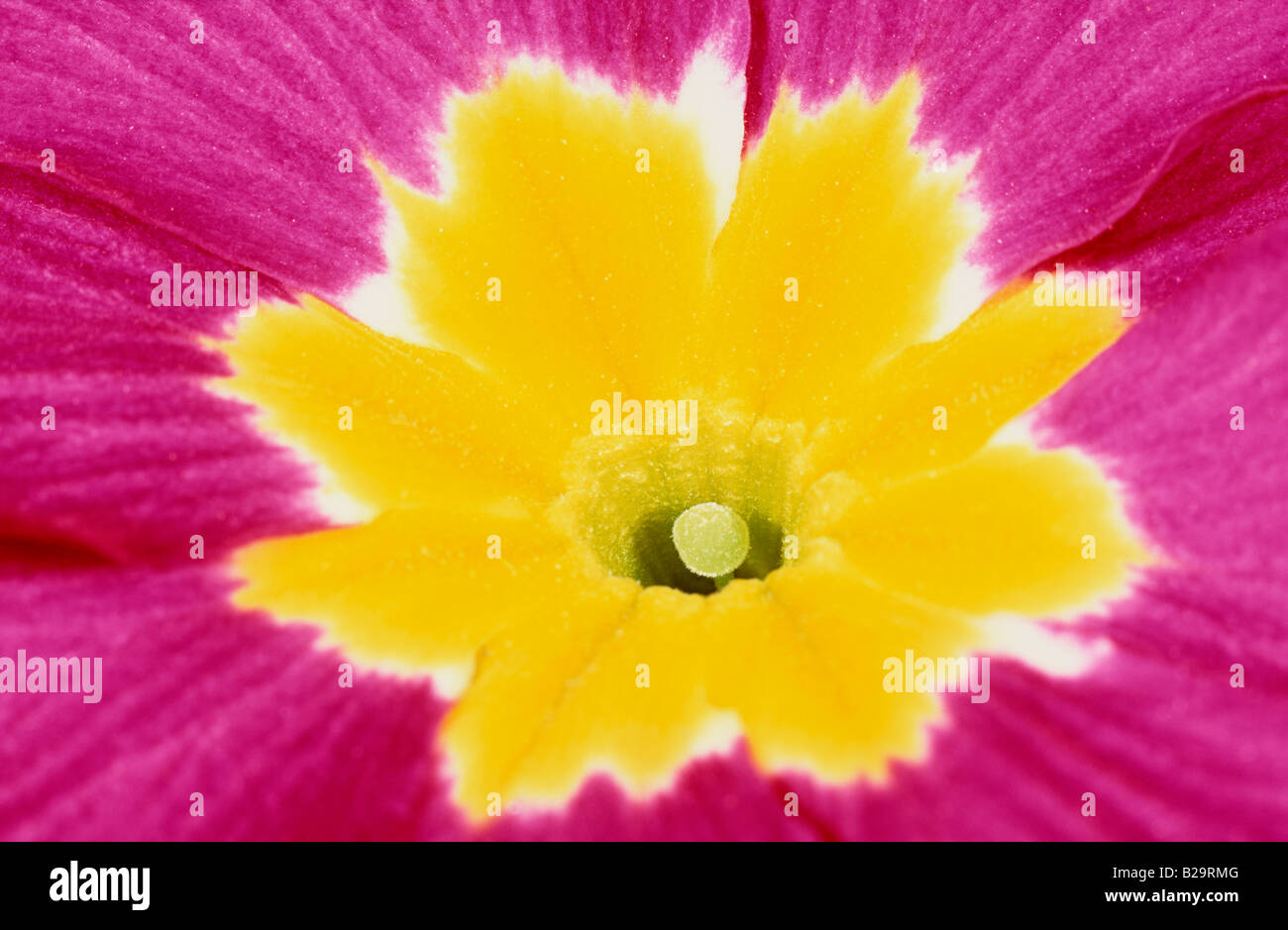 Center of Red and Yellow Primula Flower Stock Photo
