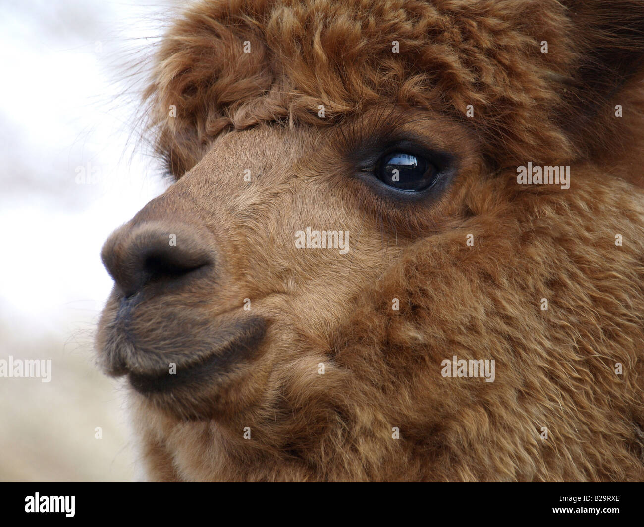 Portrait format llama hi-res stock photography and images - Alamy