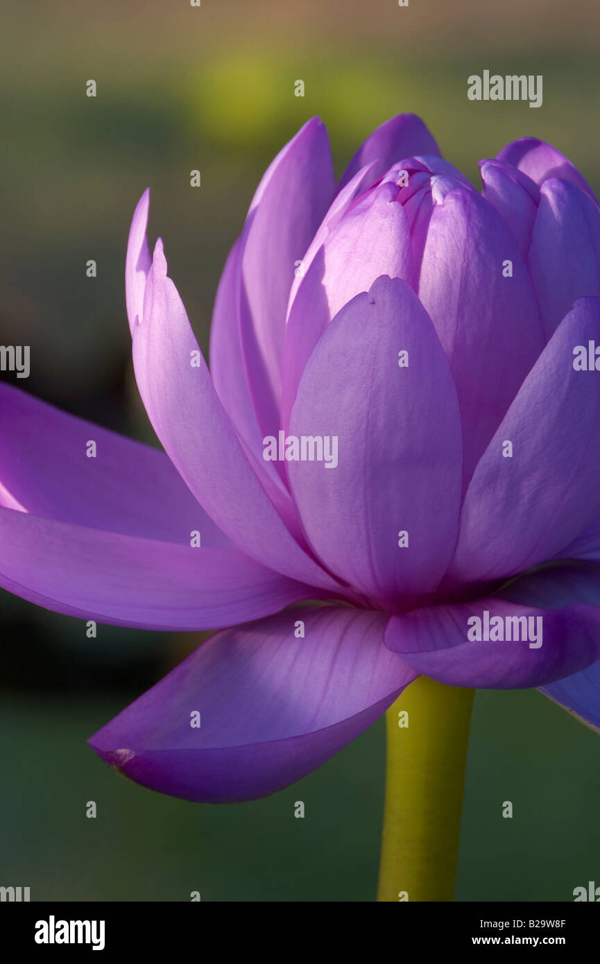 Giant Water Lily Stock Photo