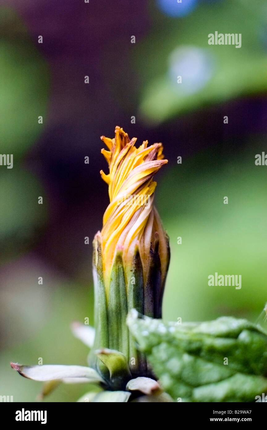 CLOSE UP OF  'CLOSED DANDELION' AS THE FLOWER HEAD TRANSFORMES TO SEED PARACHUTES Stock Photo