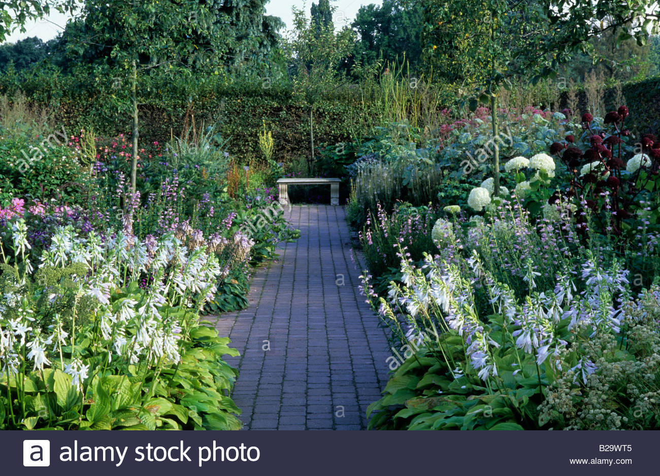 Lilium regale planting instructions