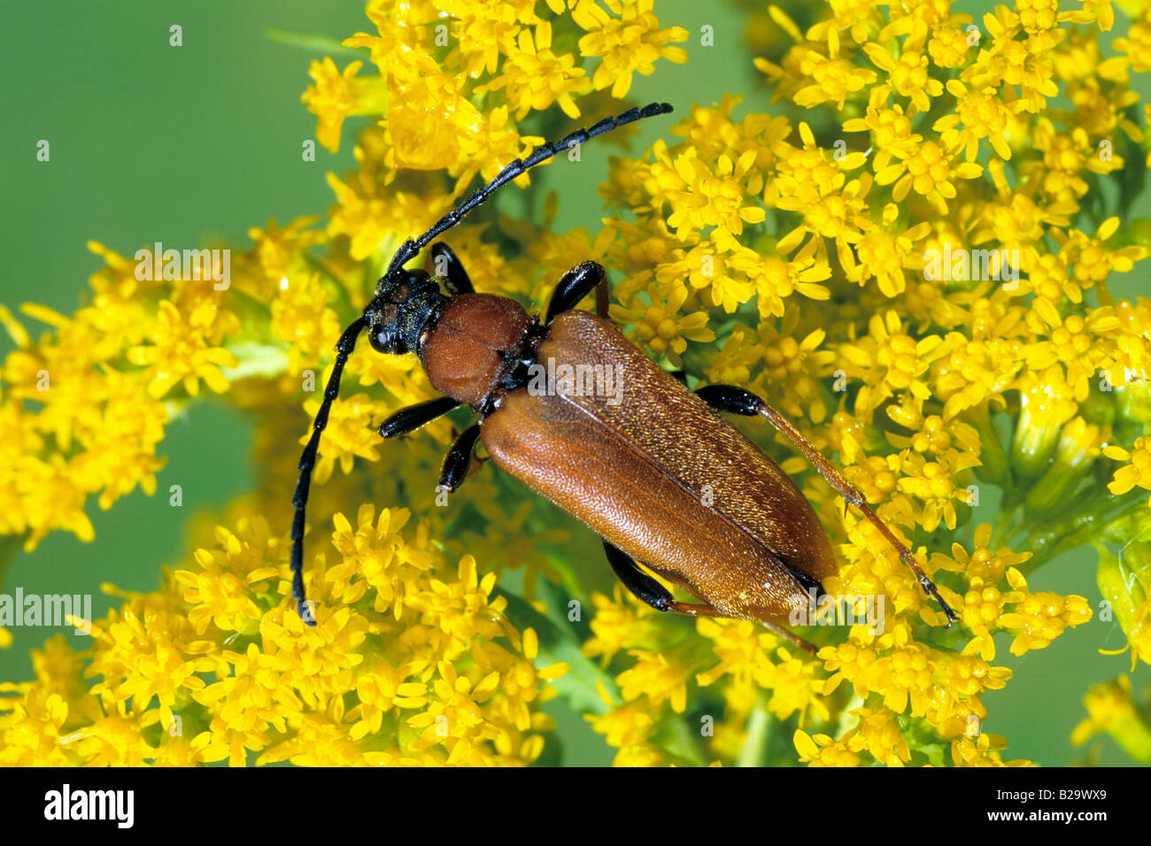 Longhorn Beetle (Leptura rubra) on Goldenrod Stock Photo