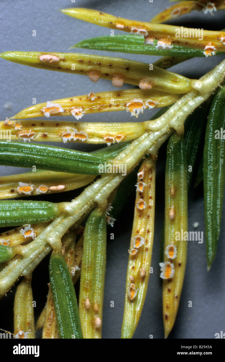Spruce Needle Cast (Lophodermium piceae) on spruce needles Stock Photo