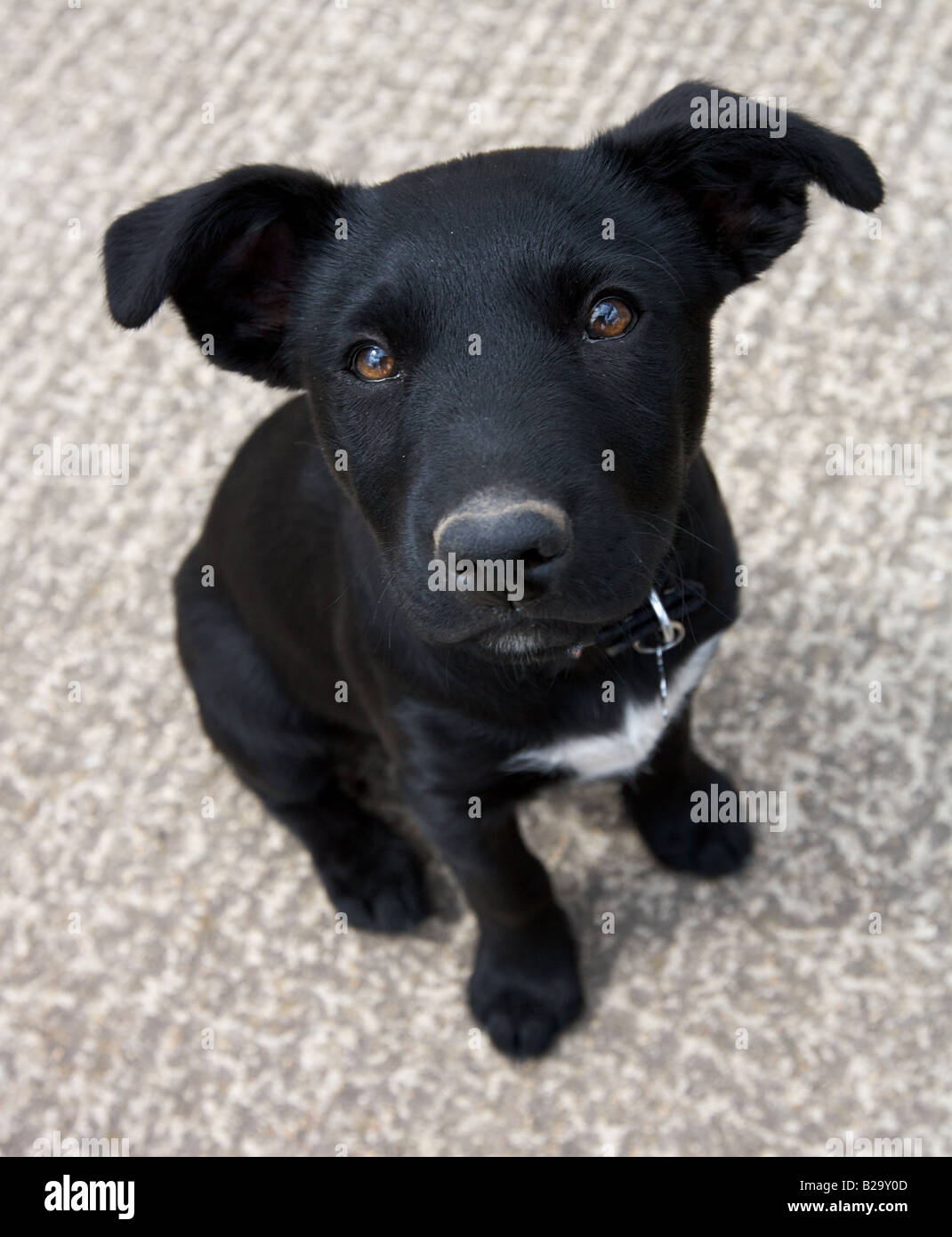 Yellow Lab Dachshund Mix Puppy
