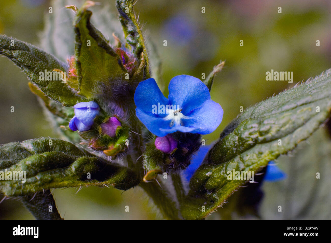 WILD BLUE FLOWER Stock Photo - Alamy