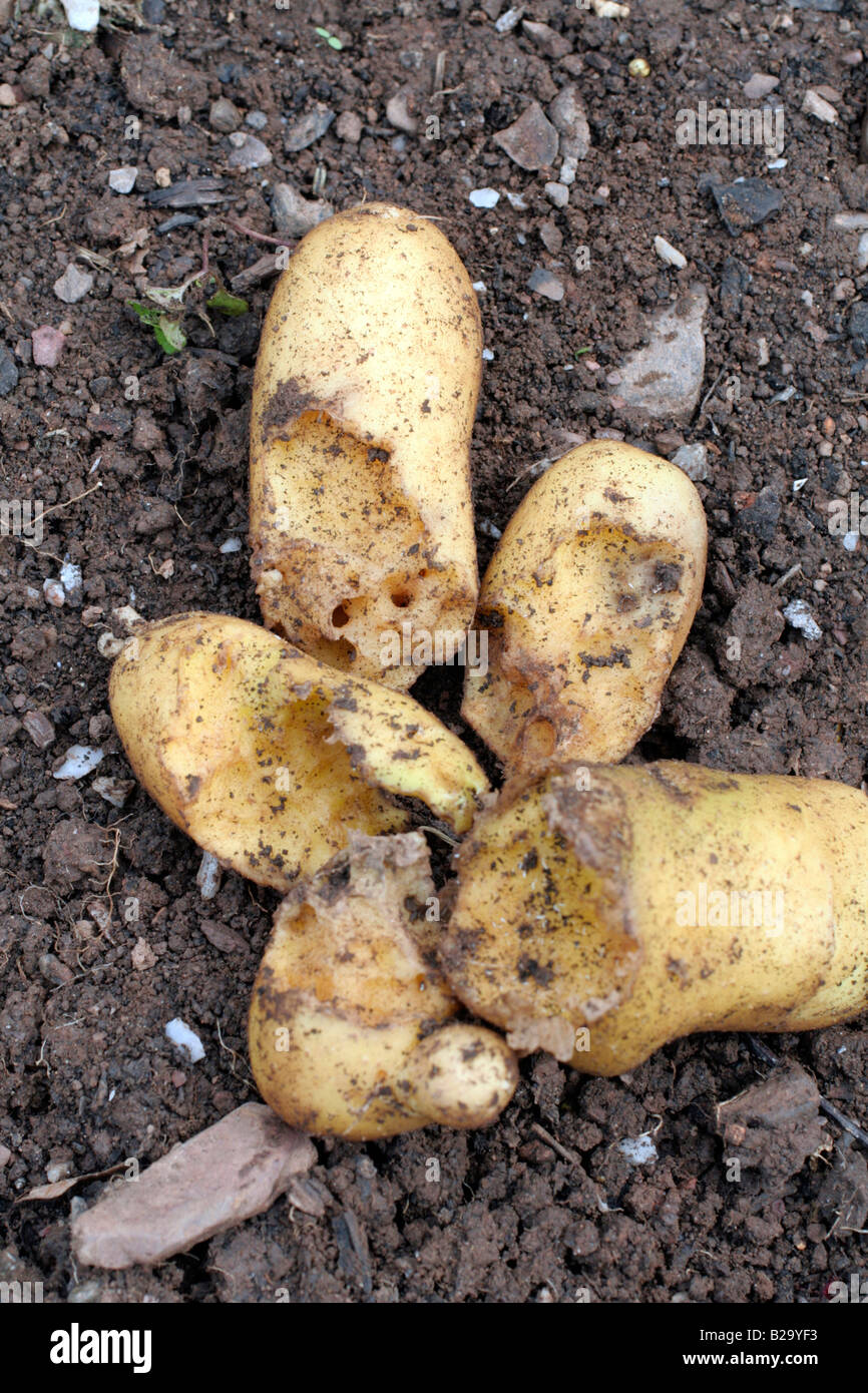 SIGNS OF RODENT DAMAGE FIELD MOUSE AND BANK VOLE ON EARLY POTATO VARIETY CONCORDE Stock Photo