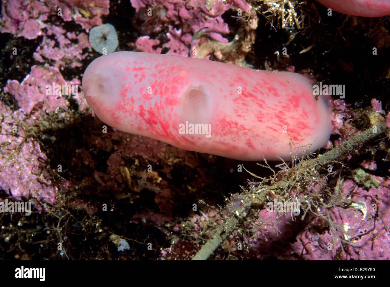 Solitary Sea Squirt (Ascidia virginea) Stock Photo