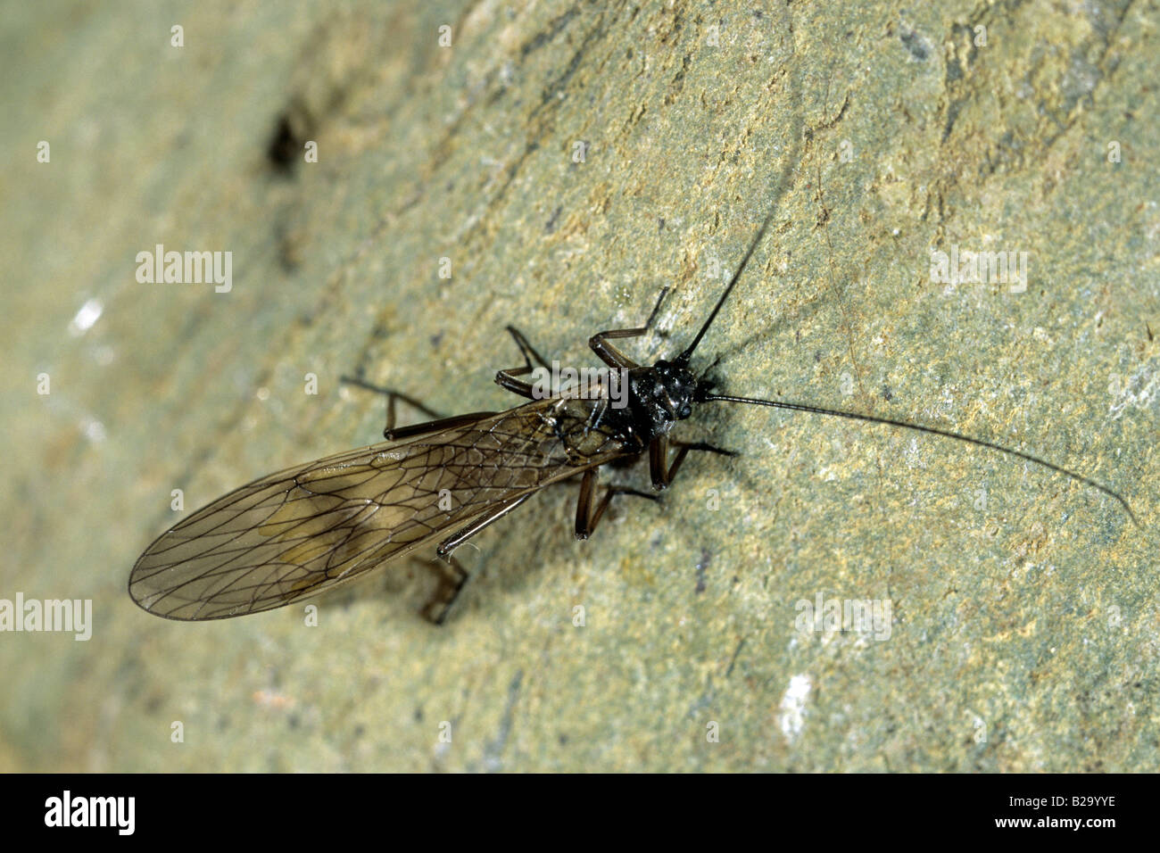 Stonefly (Plecoptera sp.), imago on stone Stock Photo