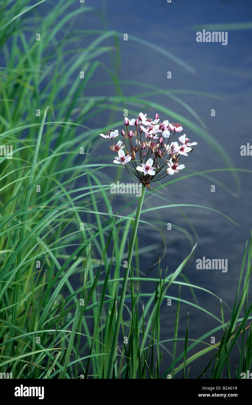 Flowering Rush, Water Gladiolus (Butomus umbellatus), flowering Stock Photo