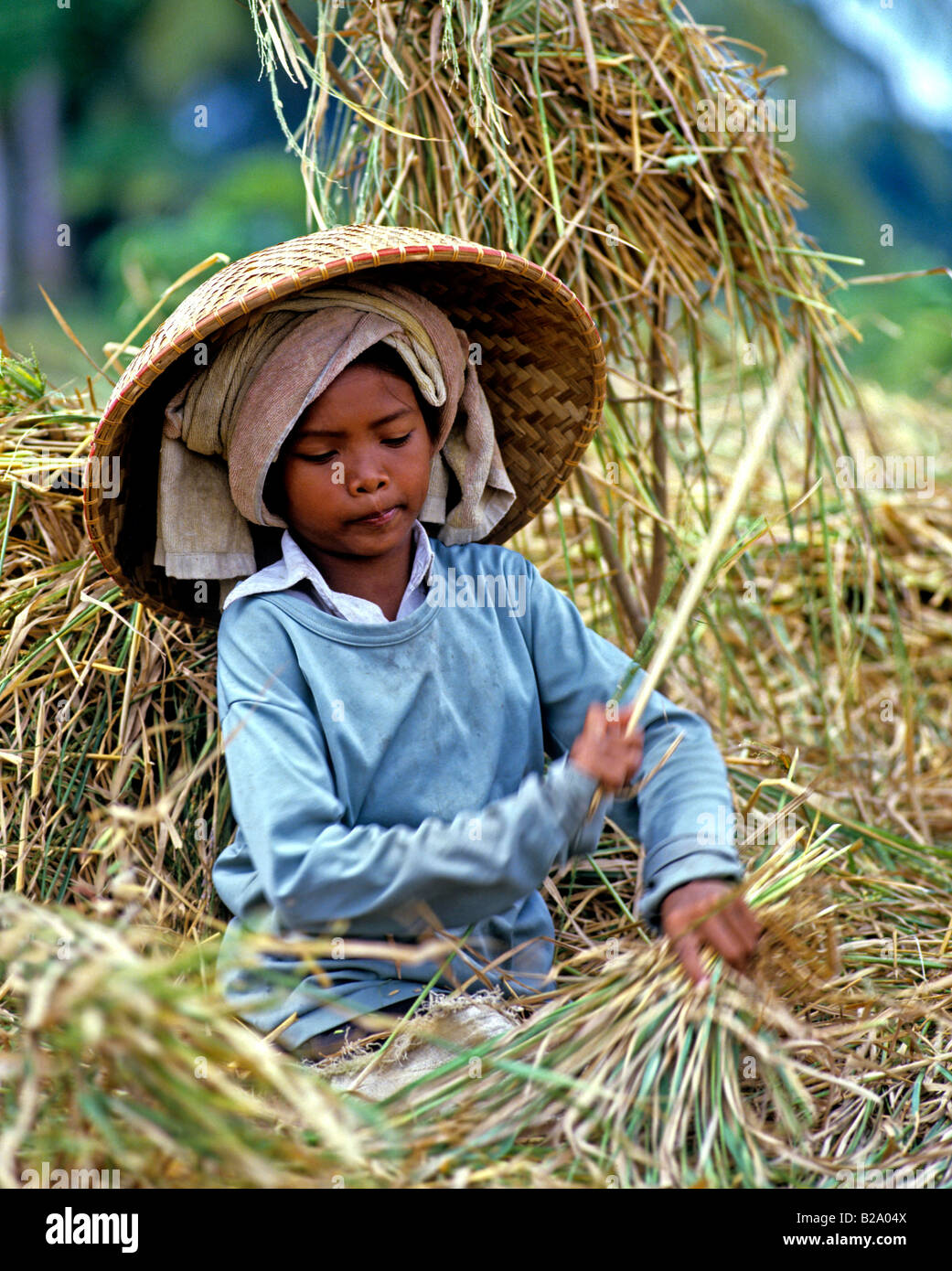 Rice harvest Bali Indonesia Date 28 03 2008 Ref WP B548 111653 0057 COMPULSORY CREDIT World Pictures Photoshot Stock Photo