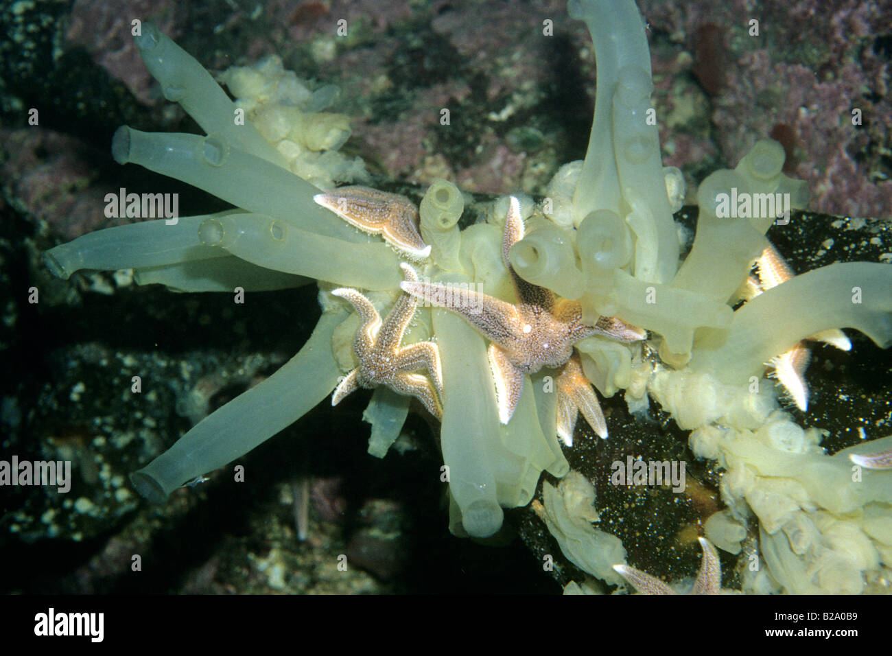 Vase Tunicate (Ciona intestinalis) with sea stars Stock Photo