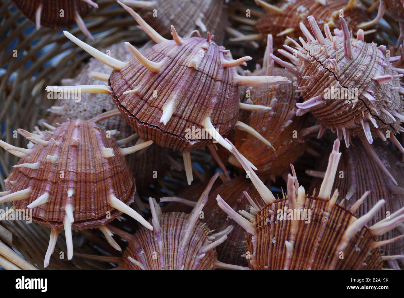 Shellfish Greek Rhodes island seafood hi-res stock photography and images - Alamy