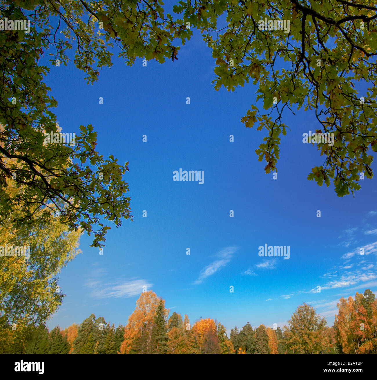 background of leaves trees and blue sky Stock Photo - Alamy