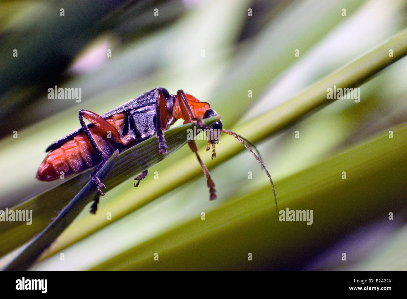 INSECT ON BLADE OF GRASS Stock Photo Alamy