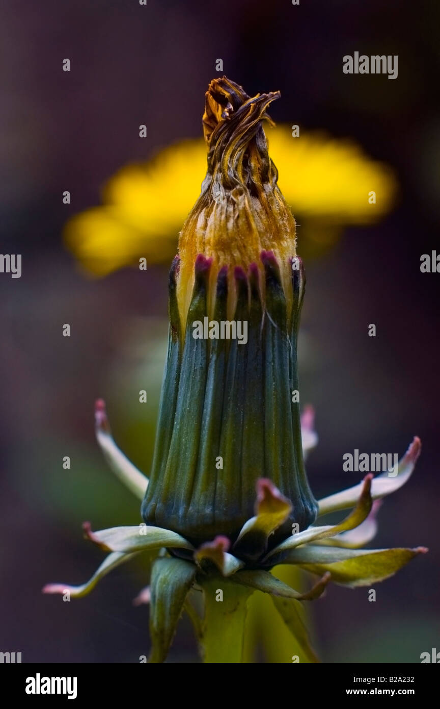 CLOSE UP OF  'CLOSED DANDELION' AS THE FLOWER HEAD TRANSFORMES TO SEED PARACHUTES Stock Photo