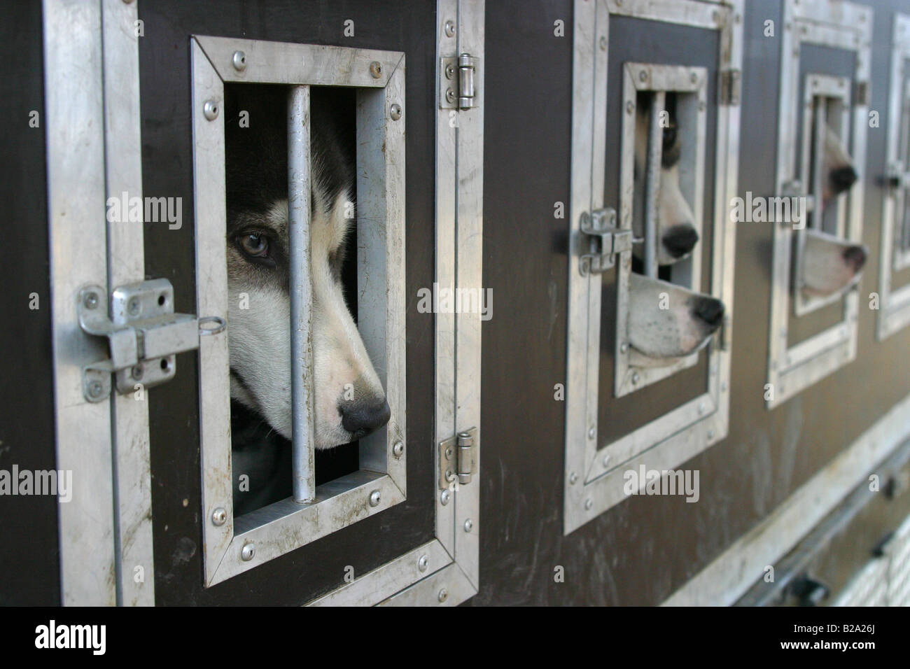 Husky dogs locked in transport cages Stock Photo - Alamy