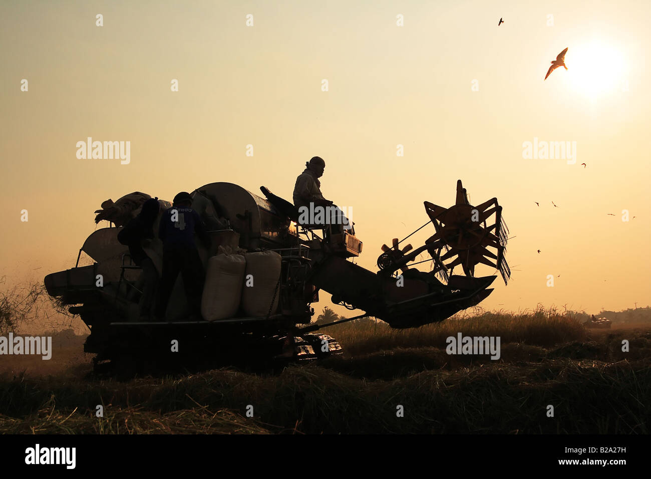 To harvest rice. Today technology have effect to the people who is farmer in thailand. Stock Photo