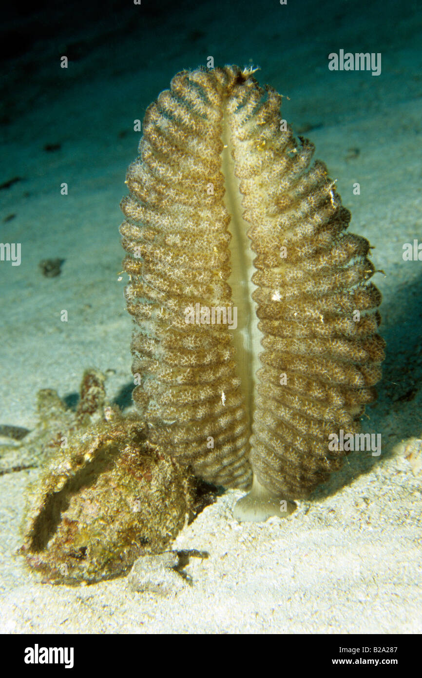 Sea Pen (Pteroides sp.) Stock Photo