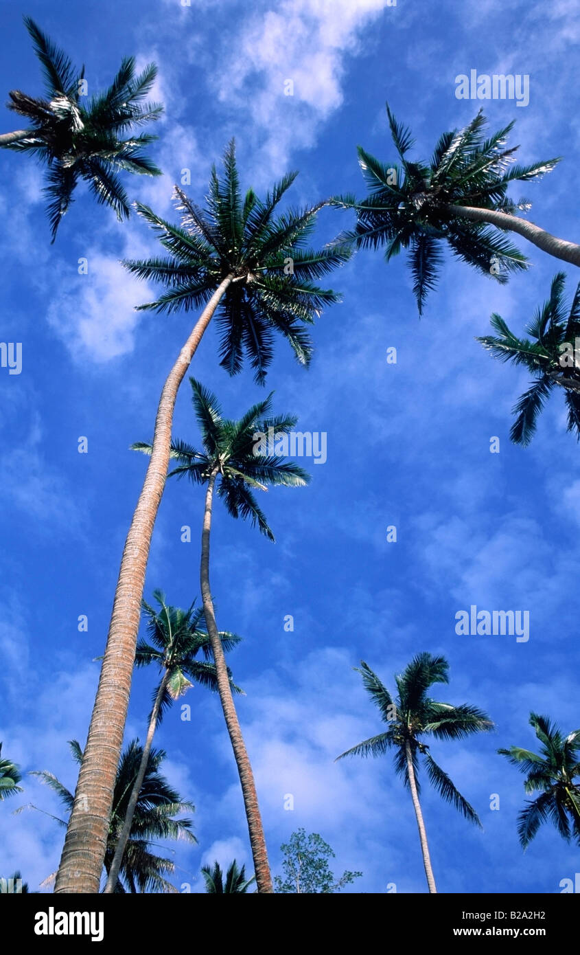 Coco Palm Trees Taveuni Fiji Islands Stock Photo Alamy