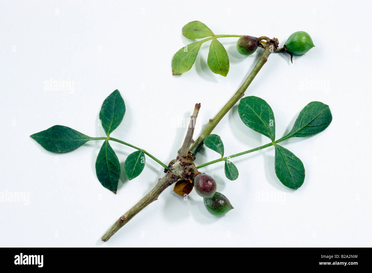 Abyssinian Myrrh (Commiphora abyssinica), twig with leaves, twig with leaves, studio picture Stock Photo