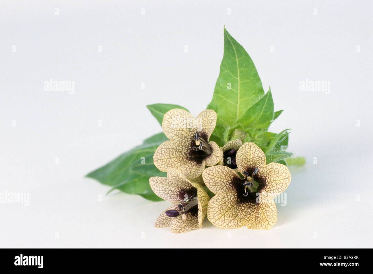 Black Henbane, Henbane (Hyoscyamus niger), flowers and leaves, studio