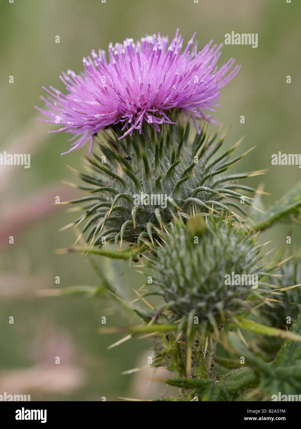 Close up of a thistle Stock Photo
