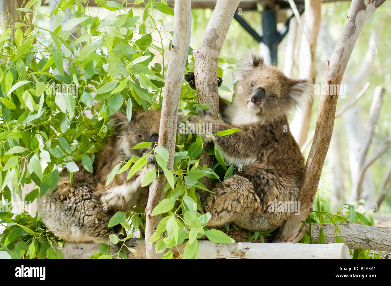 Two Female Koala Phascolarctos cinereus in an Eucalyptus tree Stock Photo