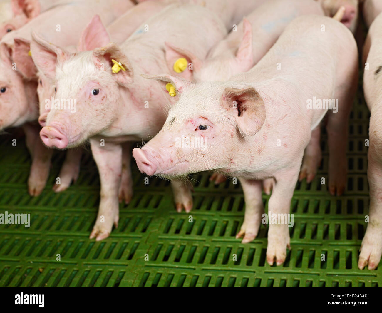 animal suffering, many piglets in a small pig sty Sus scrofa domestica PIG BREEDING, Heinsberg, Germany, Europe Tierleid Stock Photo