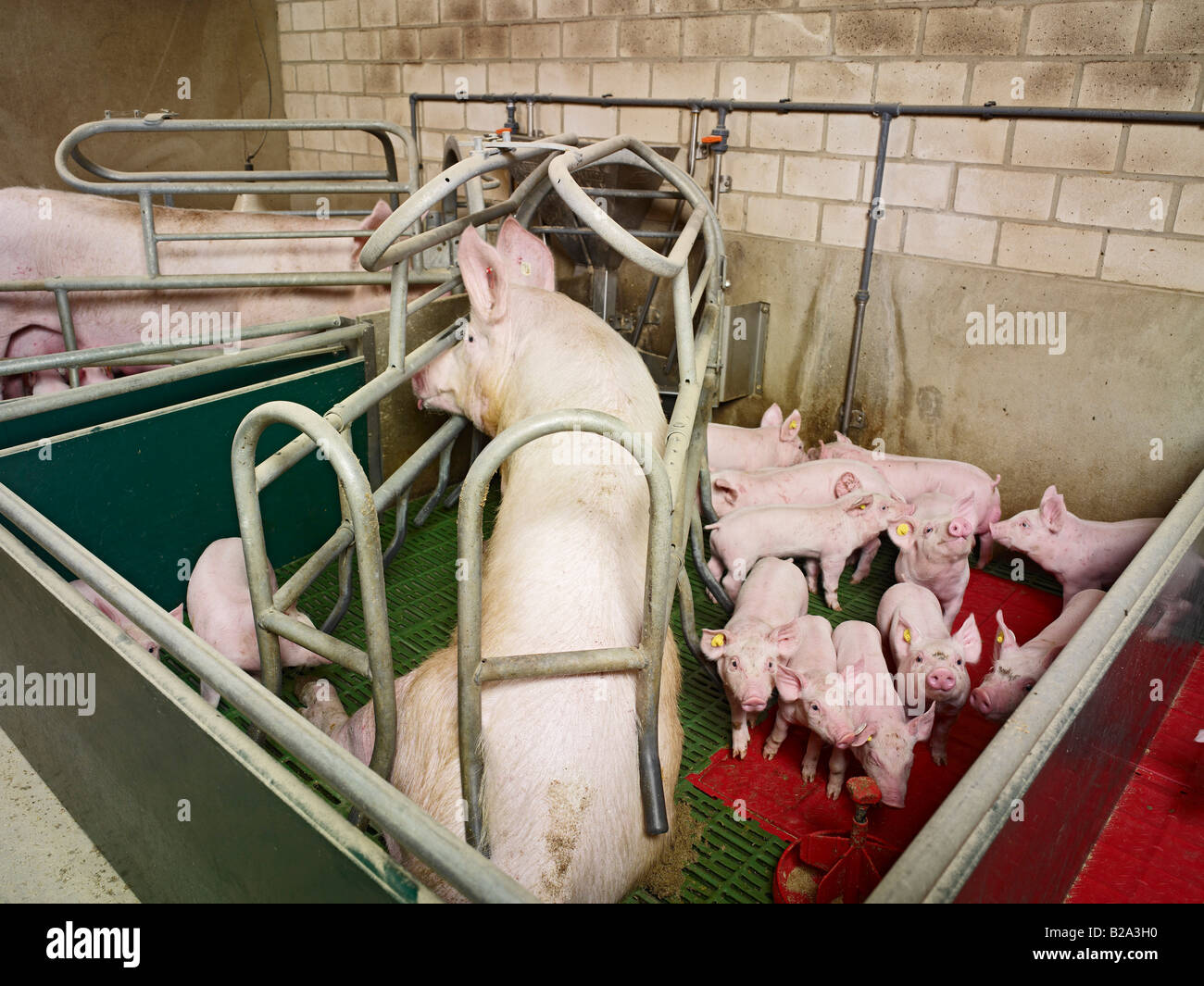 animal suffering, sow with piglets in a small pig sty sow COOPED UP, Sus scrofa domestica, PIG BREEDING, Germany, Europe Tierleid Stock Photo