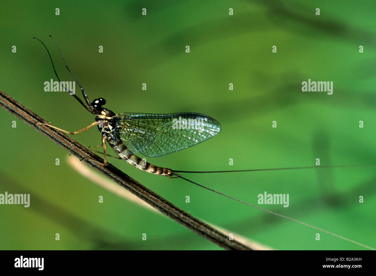 Mayfly (Ecdyonurus sp.) imago. Male clinging to a stem Stock Photo